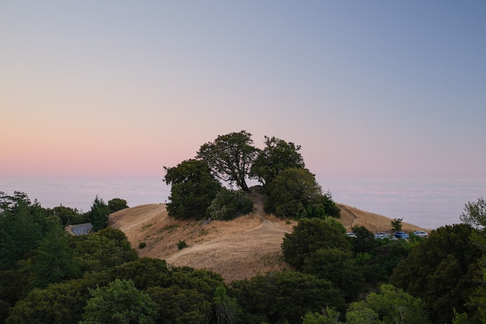 a hill with a tree on top of it