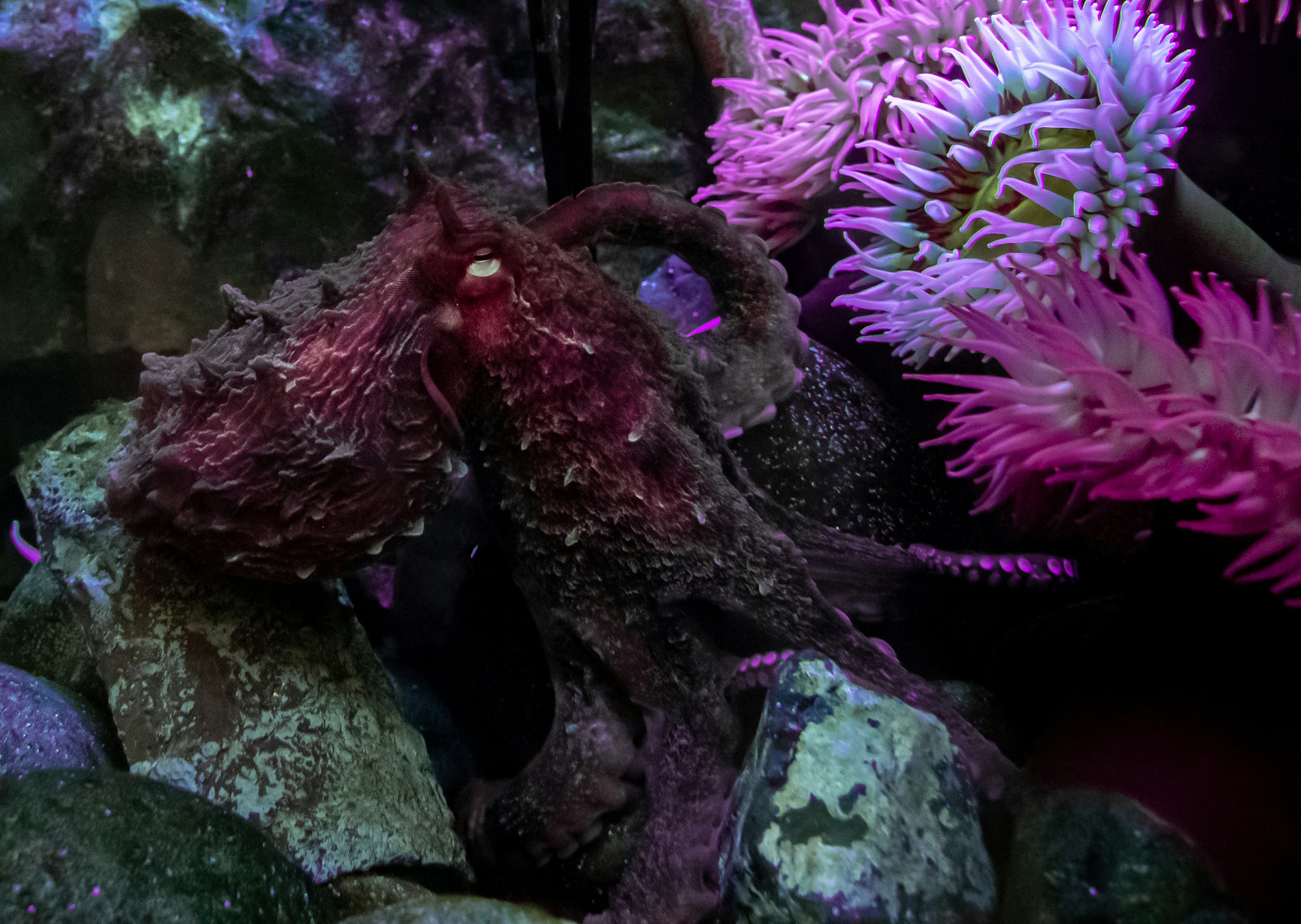 a close up of a sea anemone in an aquarium