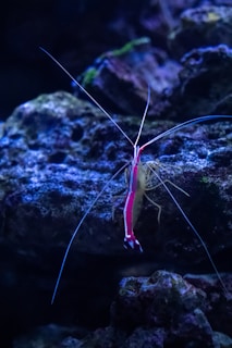 a red and blue shrimp sitting on top of a rock