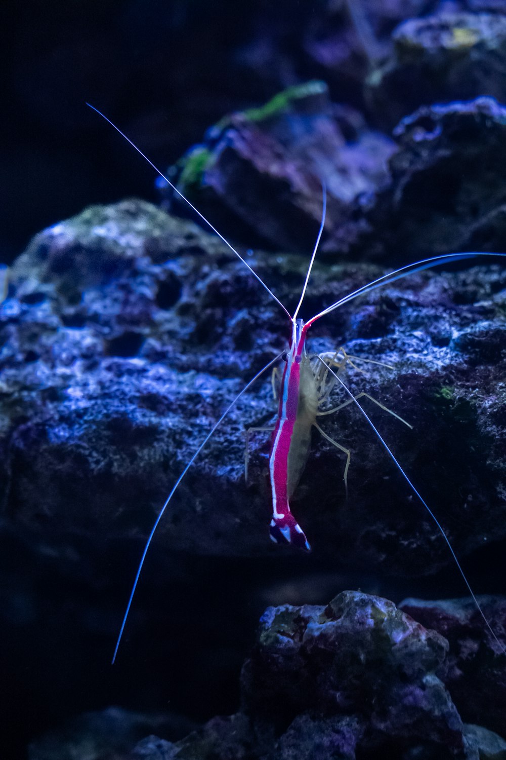 a red and blue shrimp sitting on top of a rock