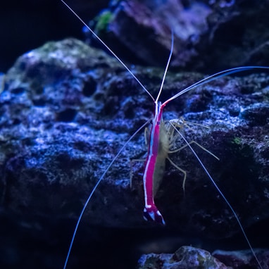 a red and blue shrimp sitting on top of a rock