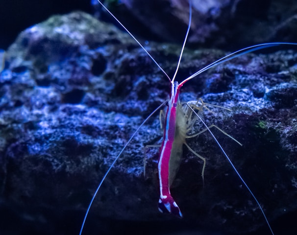 a red and blue shrimp sitting on top of a rock