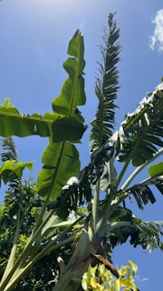 Organic banana plants thriving under natural sunlight in a lush farm