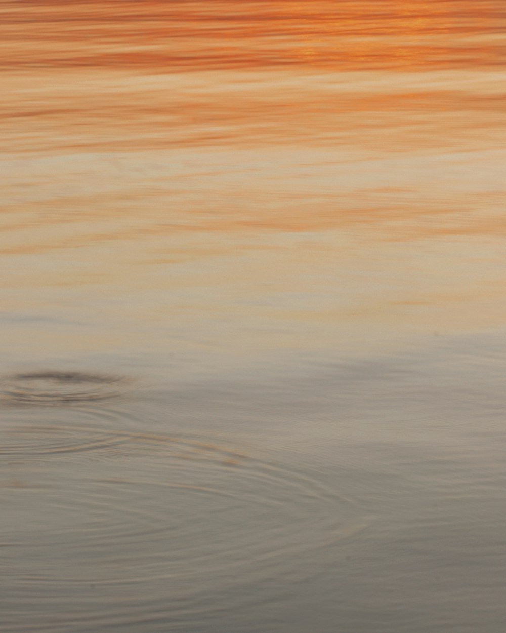 Un uccello è in piedi nell'acqua al tramonto