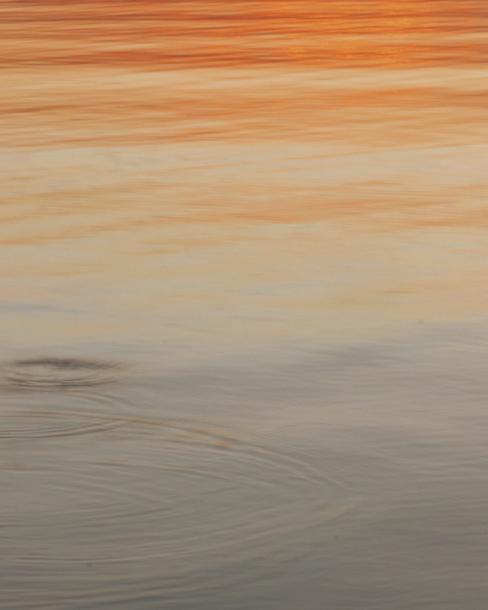 a bird is standing in the water at sunset