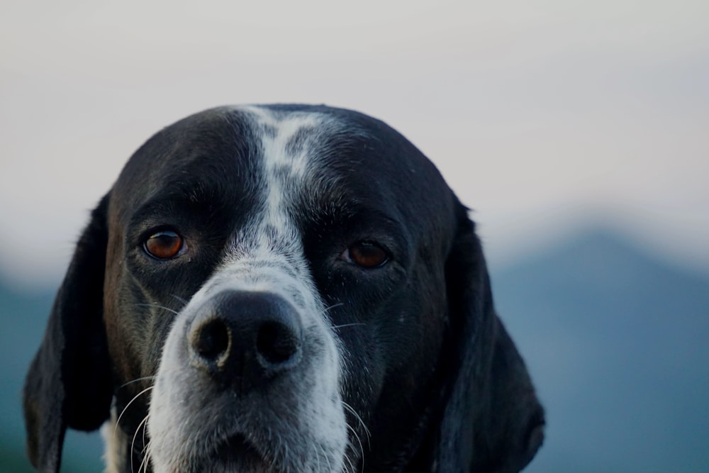 a close up of a dog's face with mountains in the background