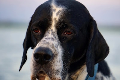 A close-up portrait of a black and white dog with prominently visible droopy eyes and ears, conveying a calm and somber expression. The dog's coat shows a speckled pattern, and it appears to be wearing a blue collar. The background is blurred, focusing attention on the dog's facial features.