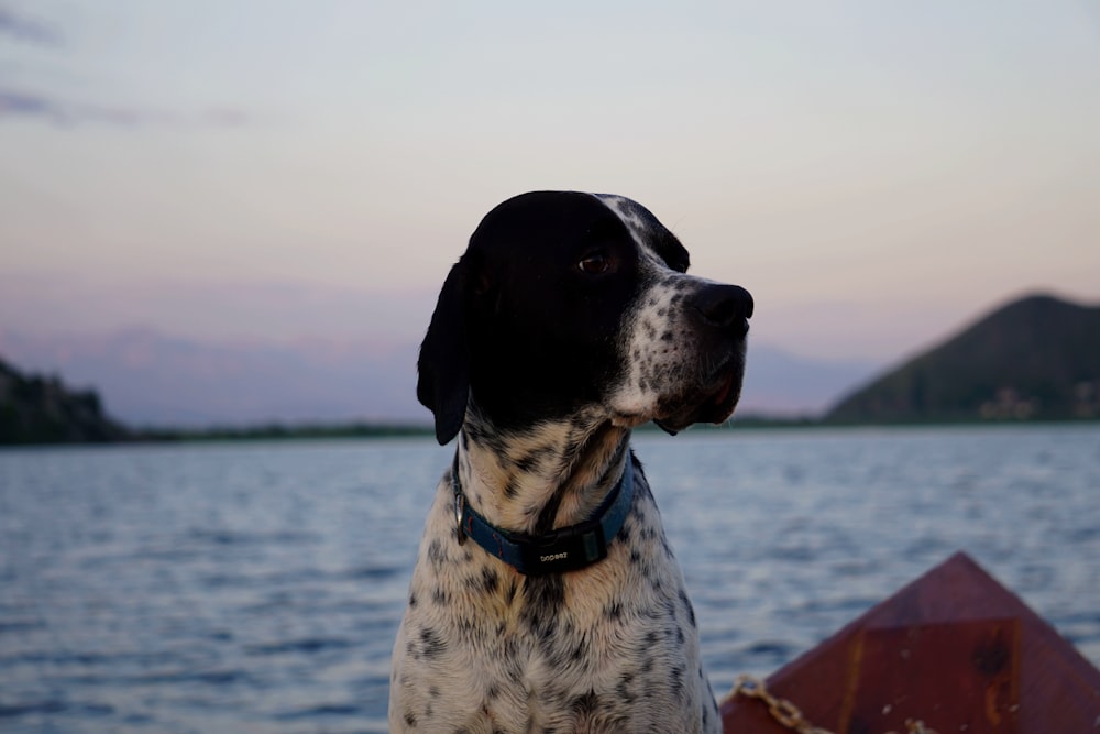 a black and white dog sitting next to a body of water