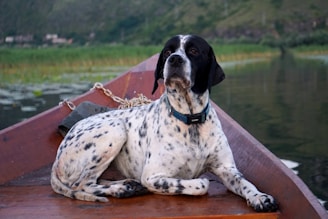 A spotted dog is sitting calmly on a wooden boat with a serene body of water and lush greenery in the background. The dog appears relaxed and attentive, with a chain loosely coiled nearby.