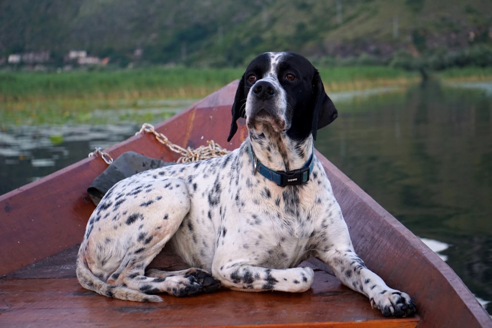 a black and white dog laying on top of a boat