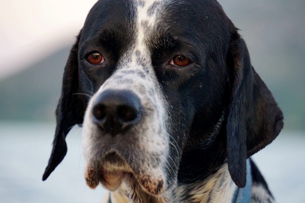 a close up of a dog's face with a blurry background