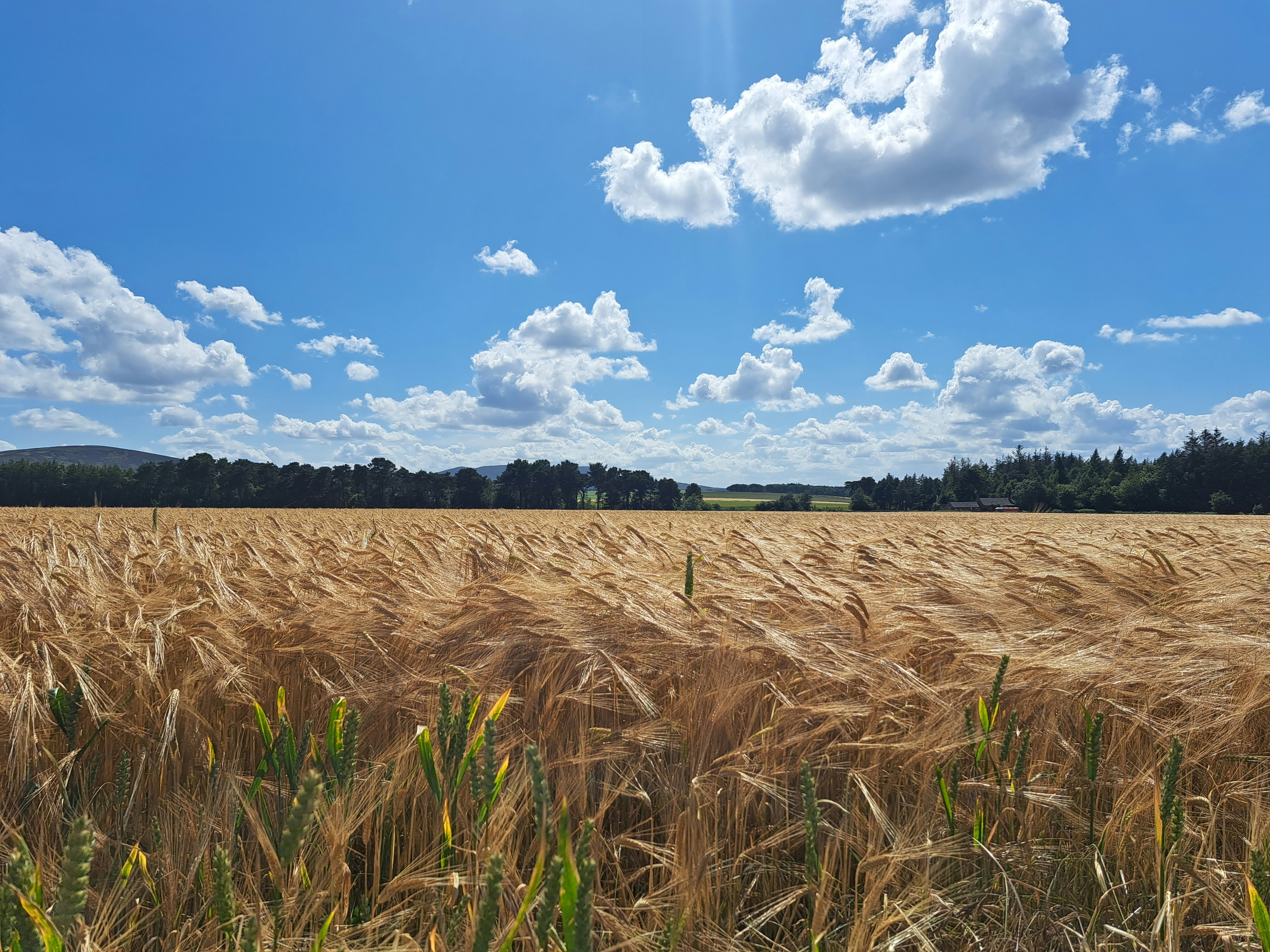 Un nou cod galben de caniculă în țară. Recomandările meteorologilor