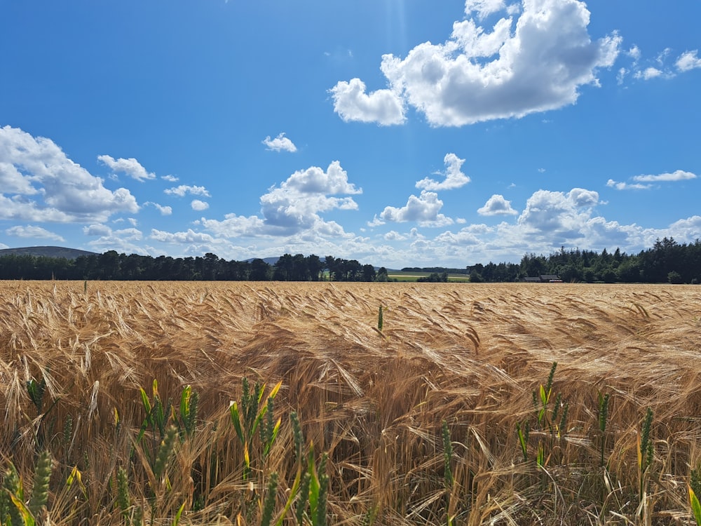 a field of wheat under a blue sky with clouds