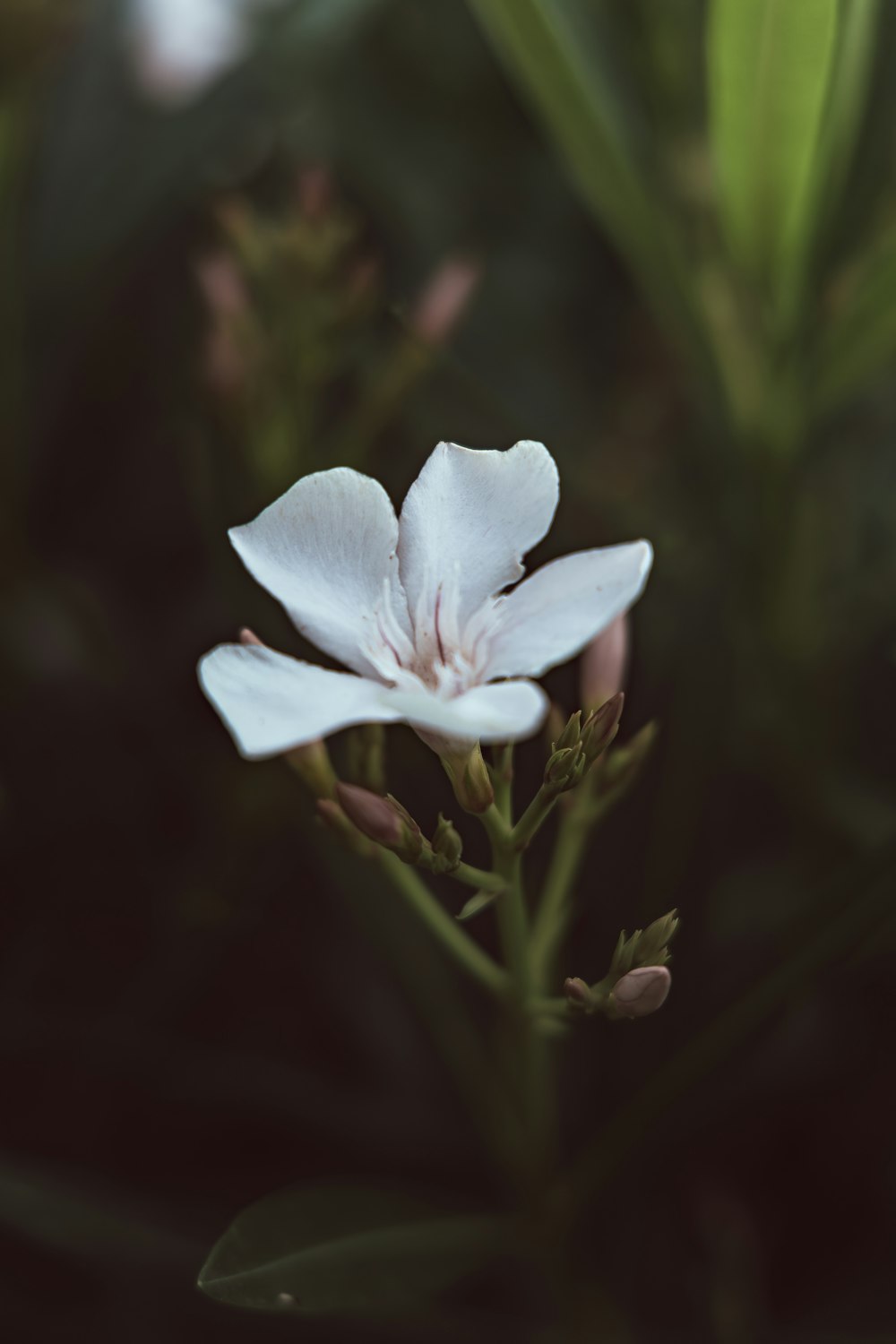 a white flower with green leaves in the background