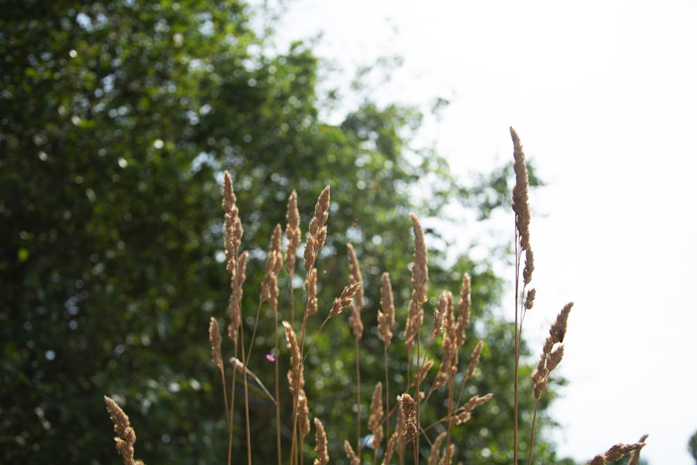 a field of tall grass with trees in the background