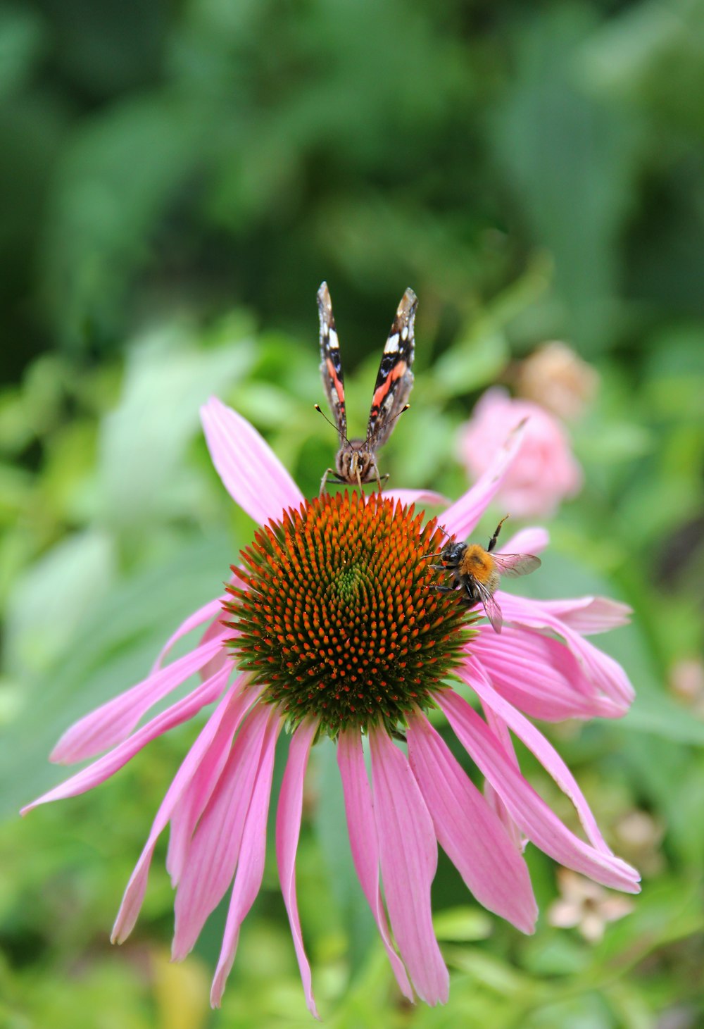 two butterflies on a pink flower with green leaves