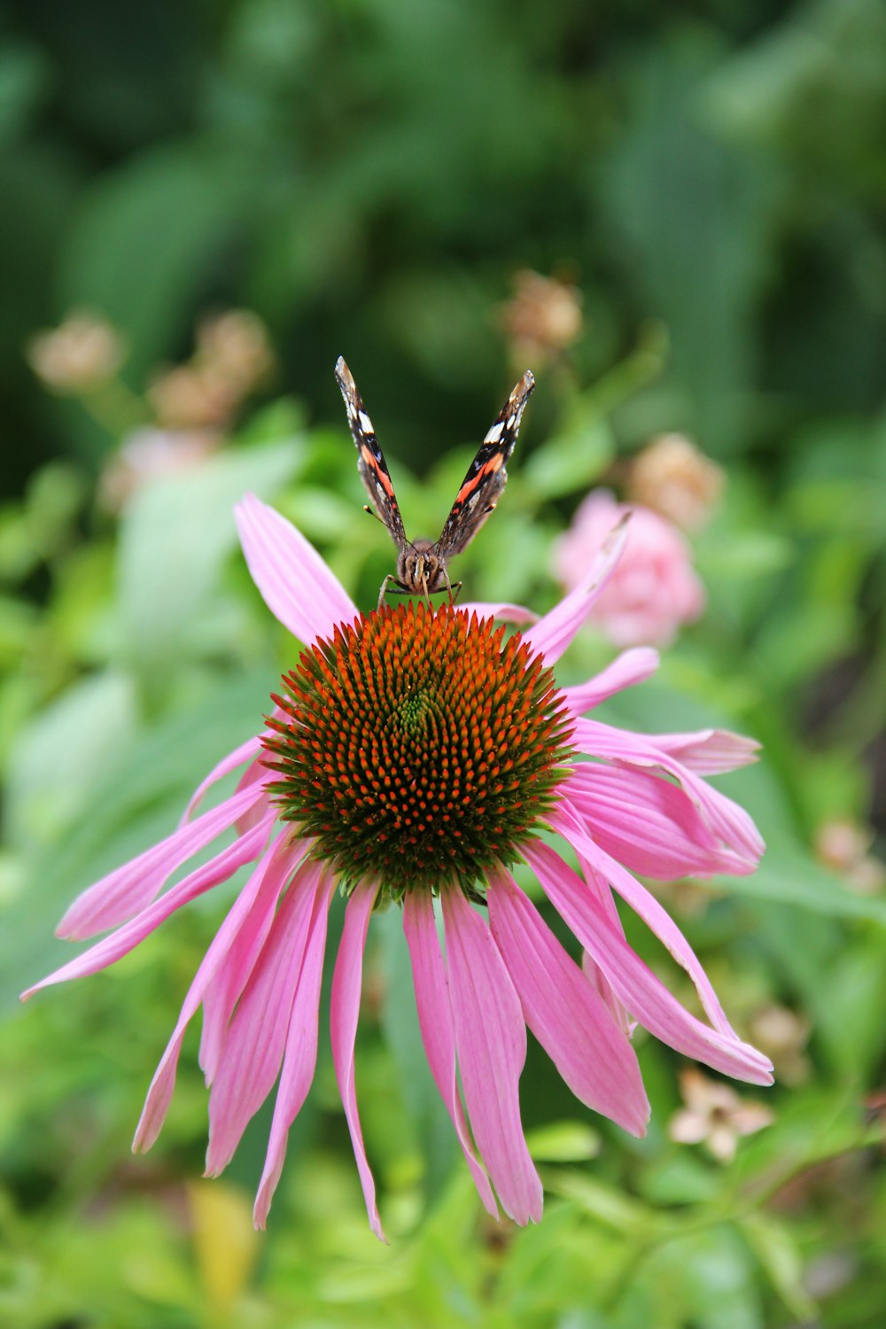 a pink flower with a butterfly sitting on top of it