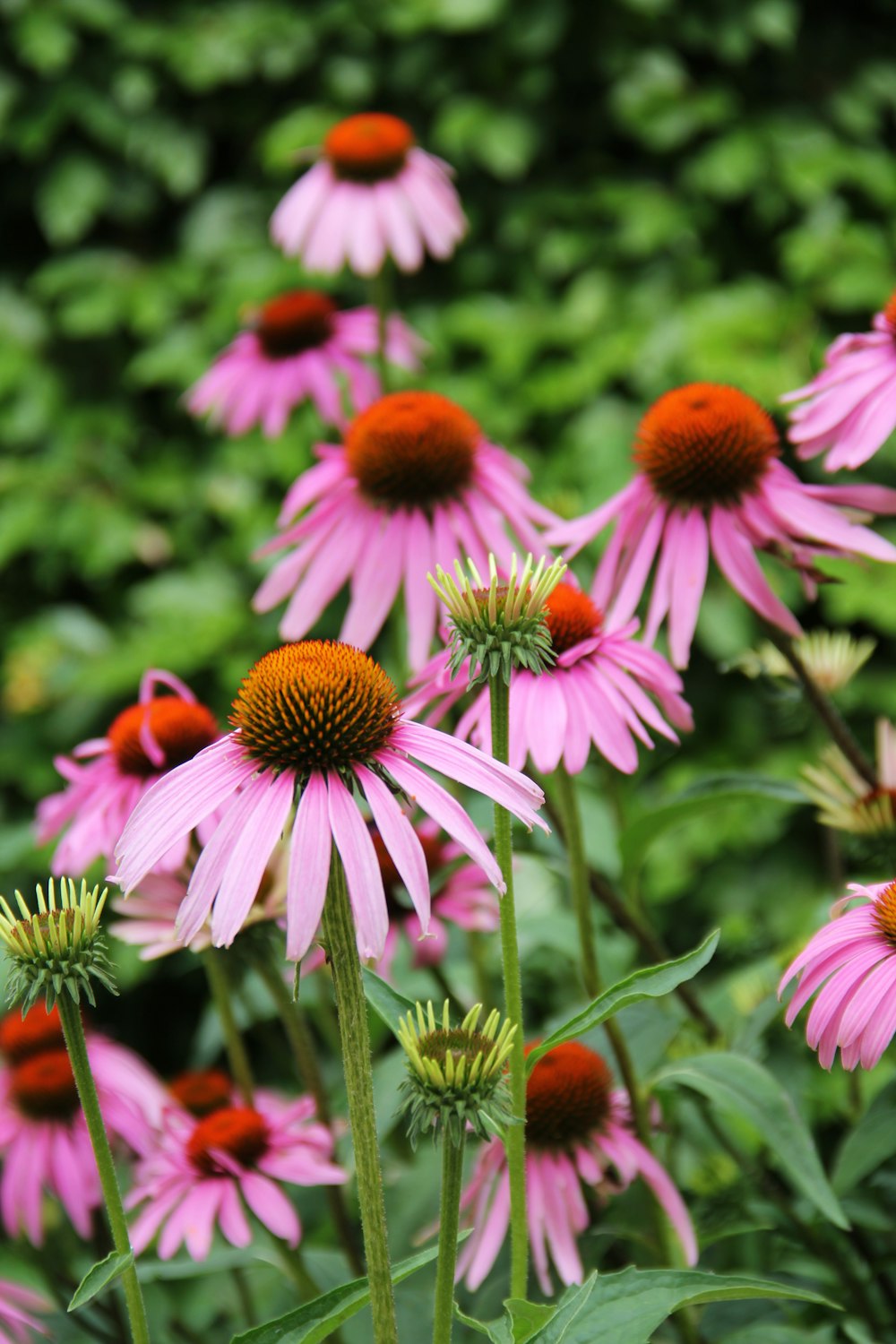 a bunch of flowers that are in a field