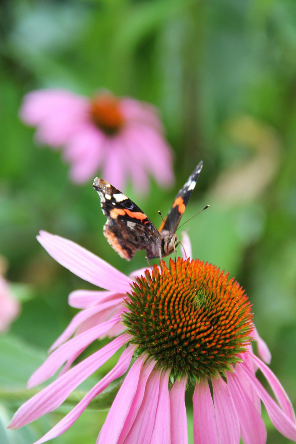 a pink flower with two butterflies on it