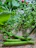 Close-up of vibrant leafy greens and colorful vegetables on a rustic kitchen counter.