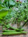 Close-up of vibrant leafy greens and colorful vegetables on a rustic kitchen counter.