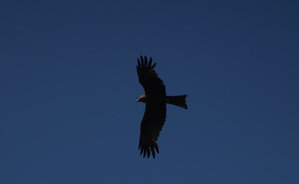 a large bird flying through a blue sky