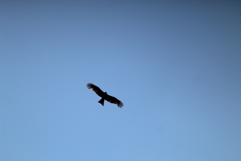 a large bird flying through a blue sky