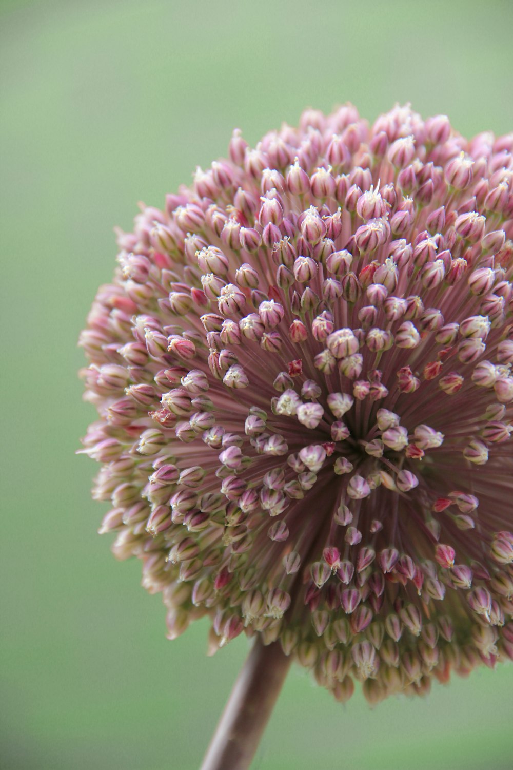 a close up of a flower with a blurry background