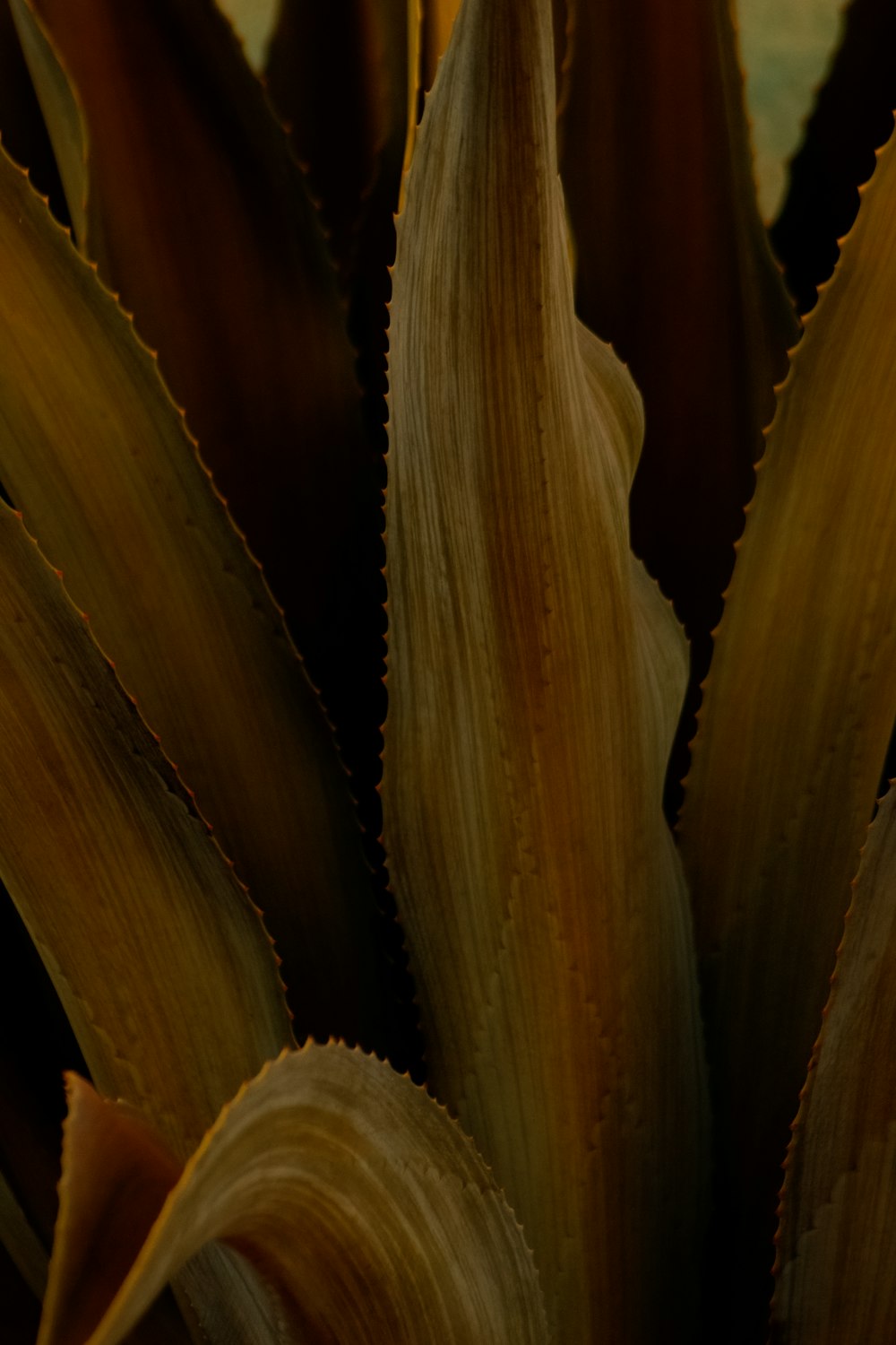 a close up of a plant with brown leaves