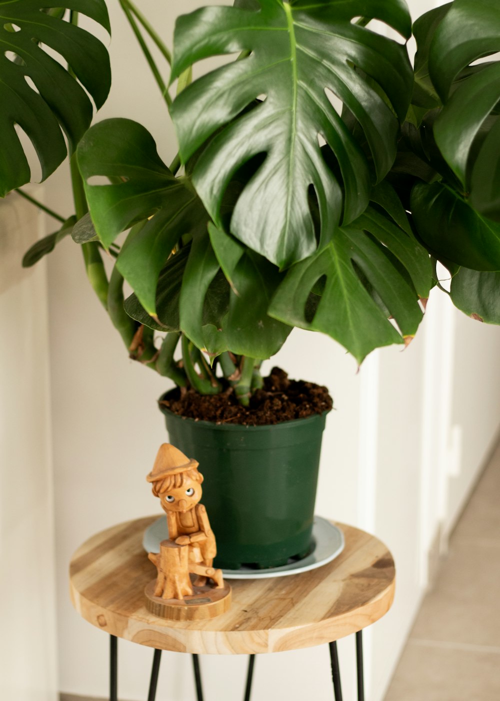 a potted plant sitting on top of a wooden table