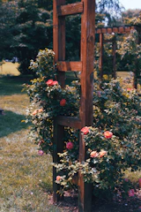 A garden corner featuring a trellis fence with climbing roses in full bloom.