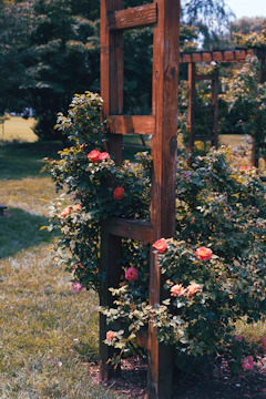 A garden corner featuring a trellis fence with climbing roses in full bloom.