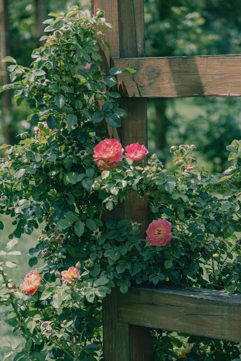 a wooden trellis with pink roses growing on it