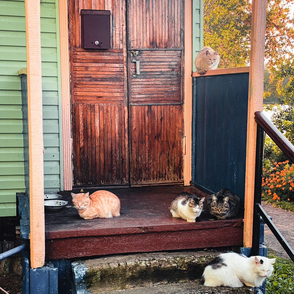 a group of cats sitting on the steps of a house