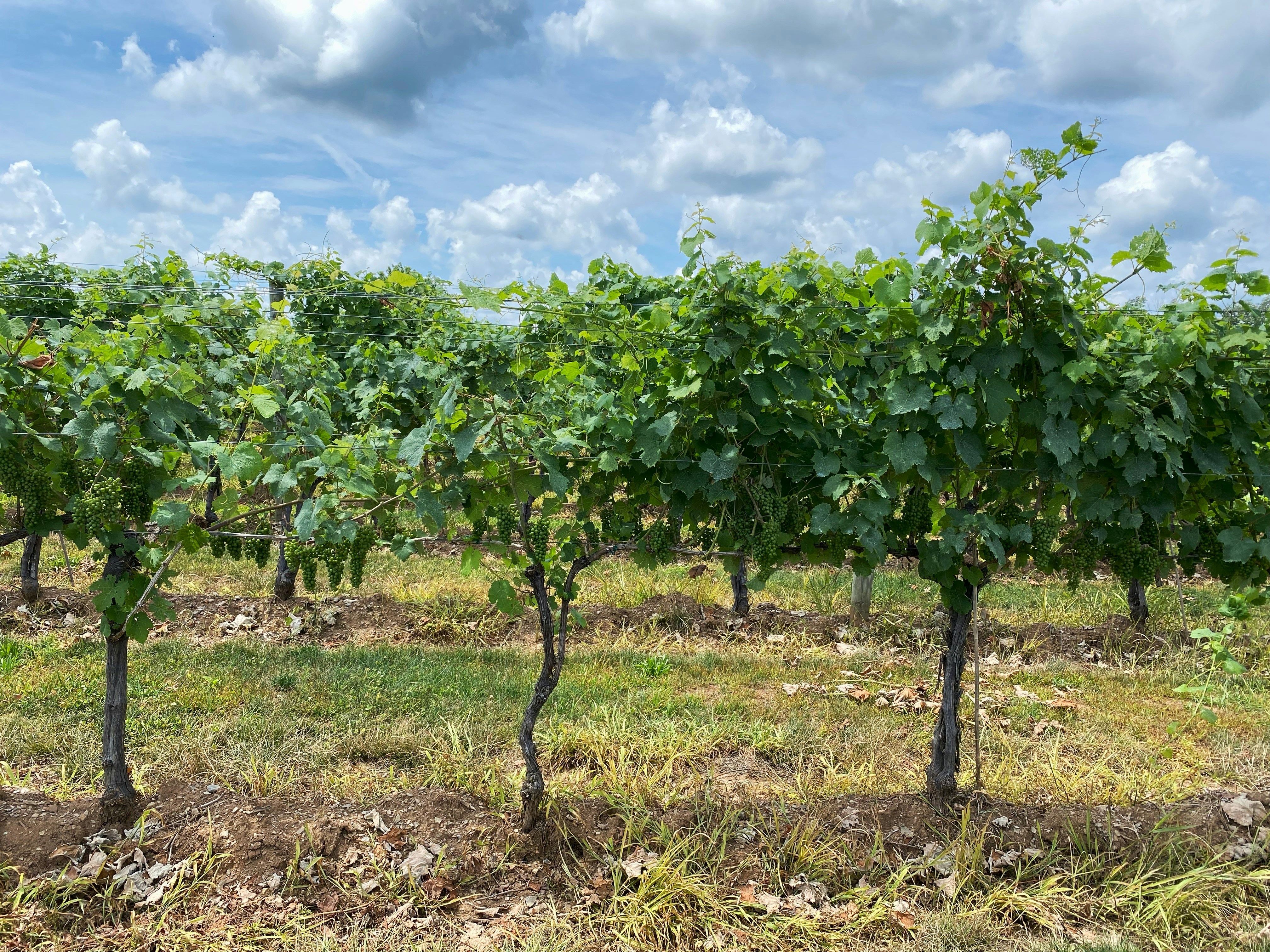 a group of trees that are in the grass