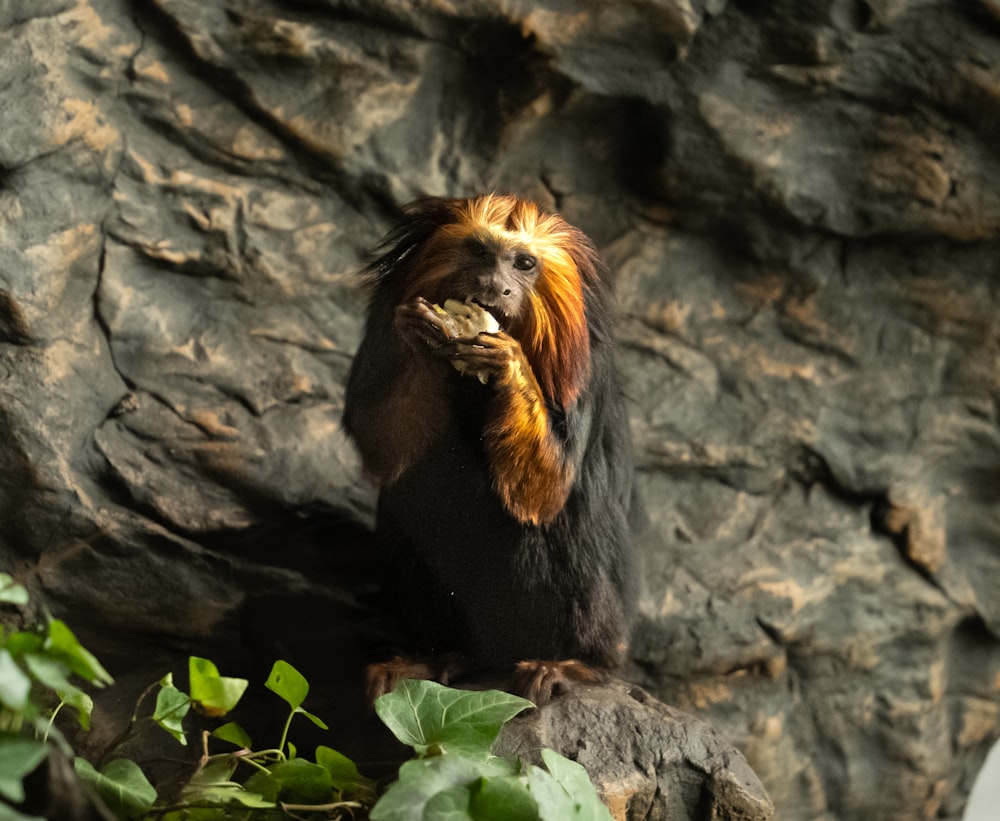 a monkey sitting on a rock eating something