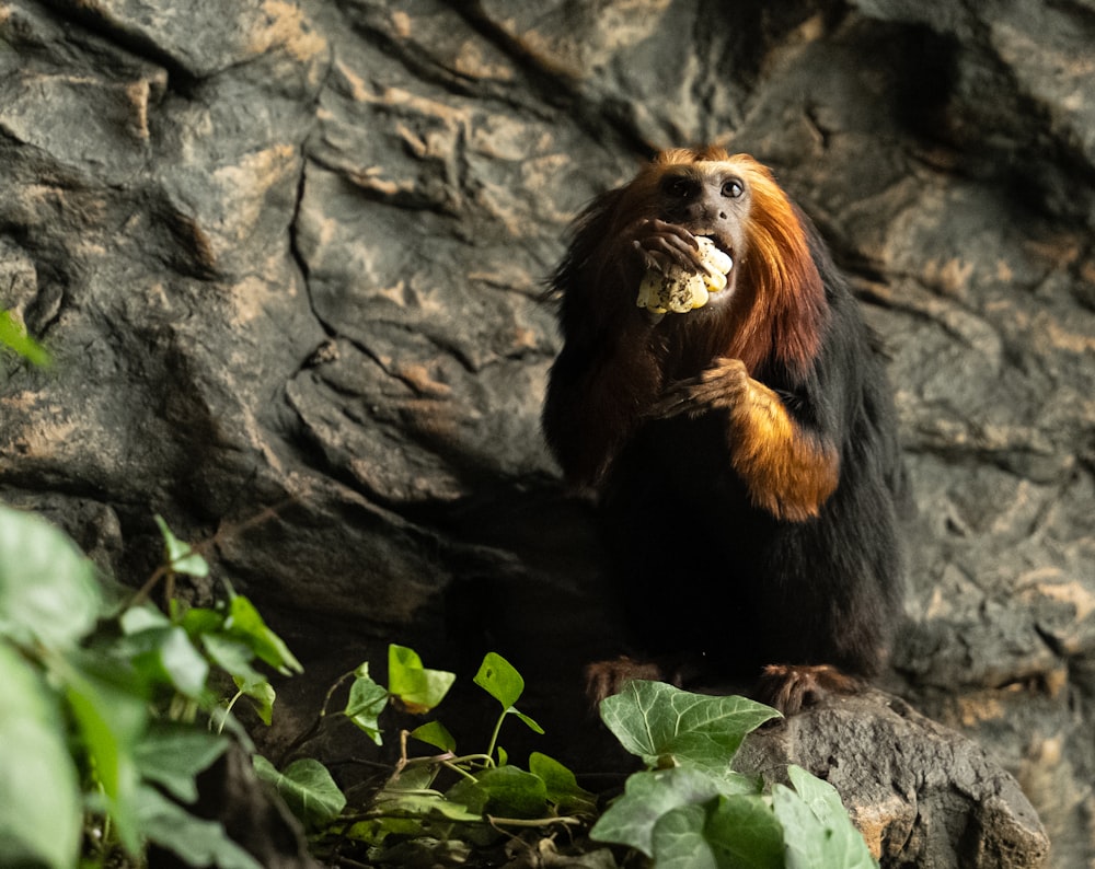 a monkey sitting on a rock eating something