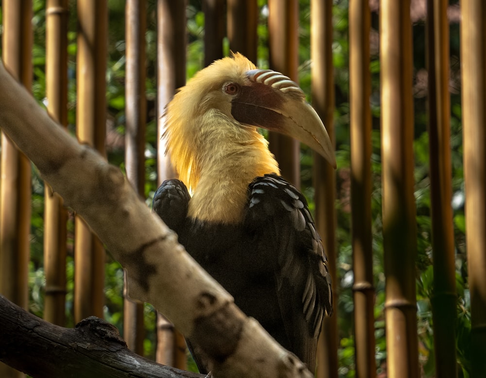 a yellow and black bird sitting on a tree branch