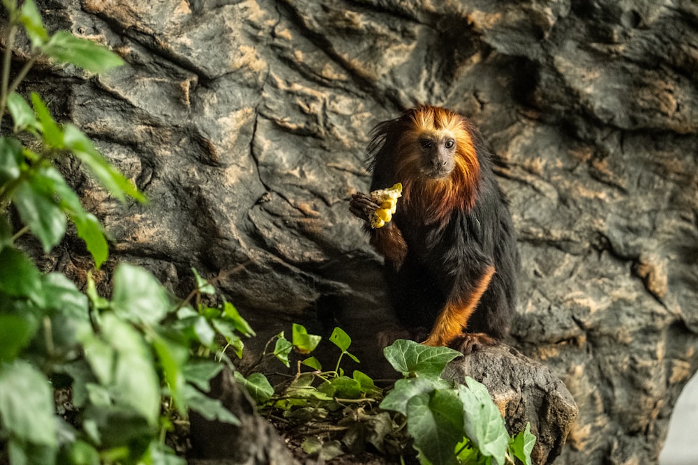 a monkey sitting on a rock eating a banana