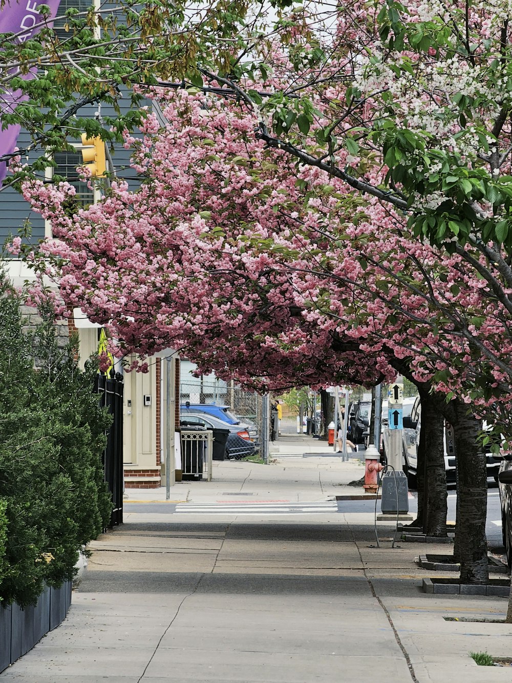 a tree with pink flowers on a sidewalk