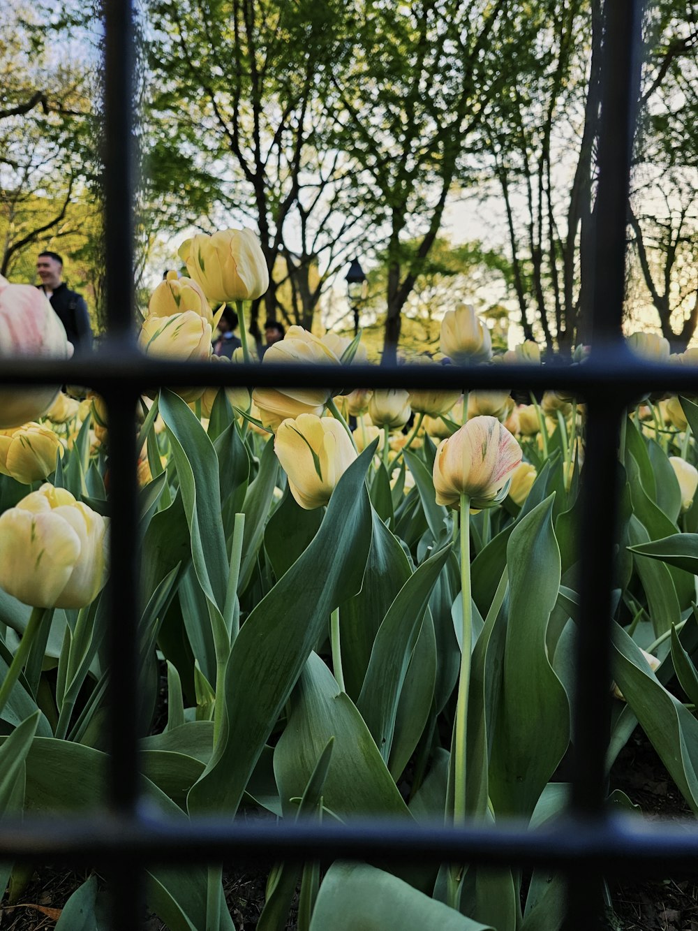 a field of yellow tulips behind a metal fence