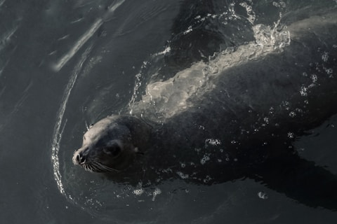 A seal partially submerged in water, with its head and part of its body visible above the surface. The water is dark, with some bubbles and ripples surrounding the seal.