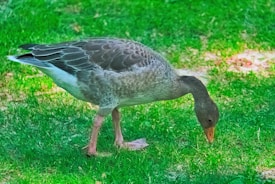 A goose is grazing on a lush, green grassy area. Its head is lowered towards the ground as it searches for food. The bird displays a mix of grey and white feathers, and the sunlight highlights its textured plumage.