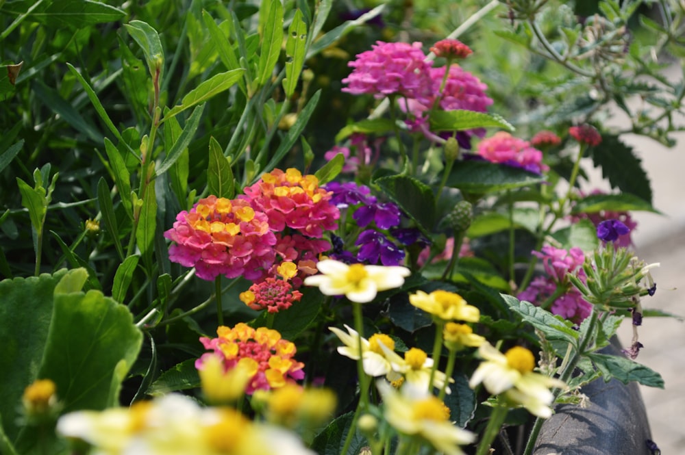 a garden filled with lots of colorful flowers