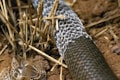 Close-up view of a snake shedding its skin in a natural environment. The old skin is visible, left behind on the ground, while the snake's new scales are emerging underneath. Surrounding the snake are dry soil, small rocks, and twigs.