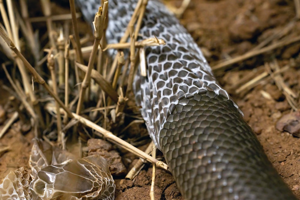 a close up of a snake on the ground