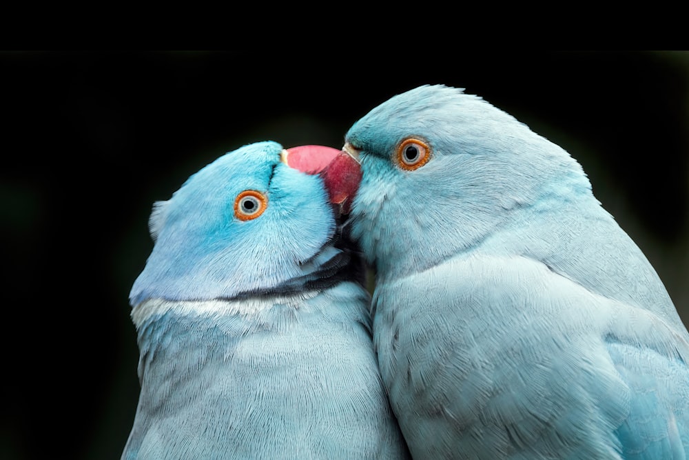 隣り合っている鳥のカップル