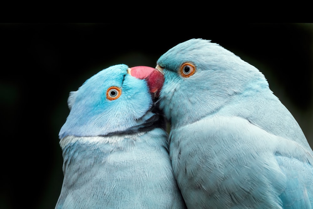 Un par de pájaros que están uno al lado del otro