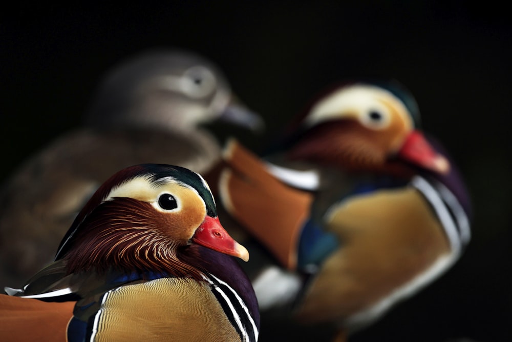a close up of three ducks on a black background