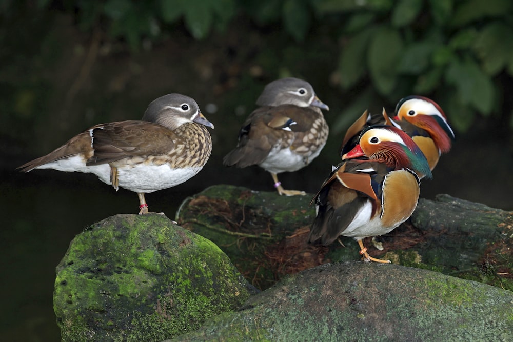 a group of birds standing on top of a rock